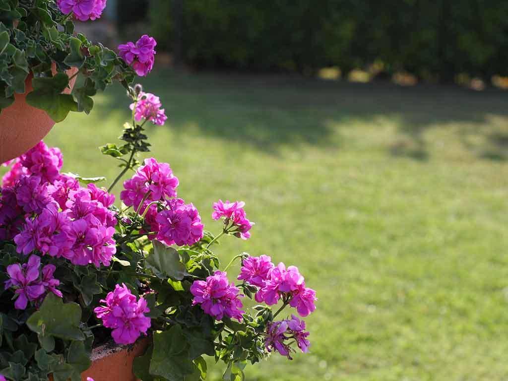 Neviglie Da Rosa Bed And Breakfast מראה חיצוני תמונה